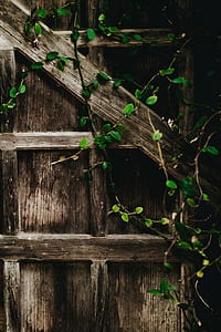 vines on brown board thumbnail