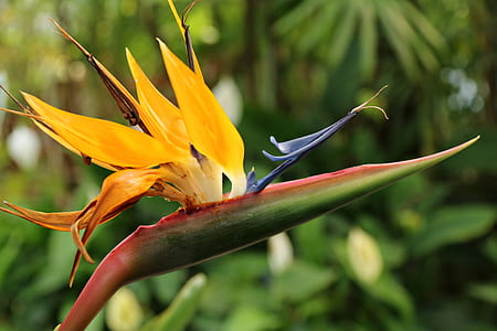 close-up photography of yellow bird of paradise during daytime thumbnail