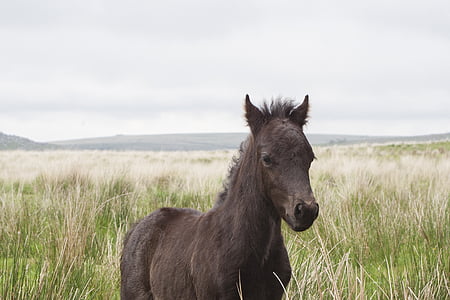 brown horse on green leaf grasses thumbnail