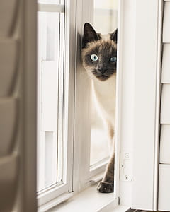 Siamese cat in window thumbnail