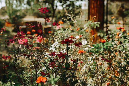 Shallow Focus Photography of Flowers thumbnail