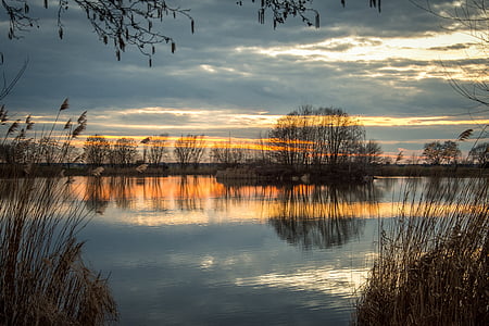 reflective focus silhouette photography of bare trees near body of water thumbnail