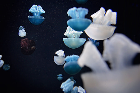 Little Maroon Jelly thumbnail