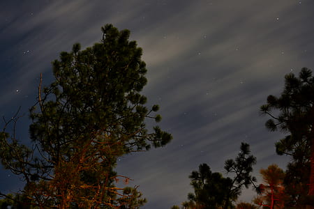 green leaf trees under white cloudy sky during daytime thumbnail