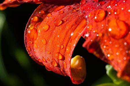 macro photography of water dew drops on red petaled flower thumbnail