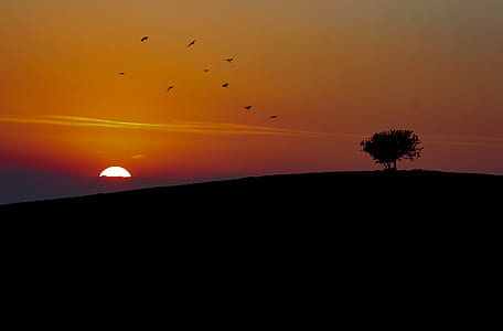 silhouette of tree during golden hour thumbnail