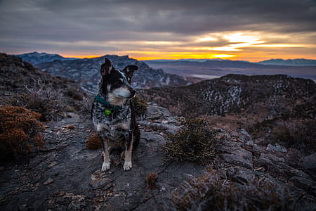 adult black and brown Australian cattle dog sitting on mountain cliff during sunseet thumbnail