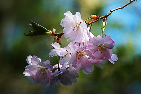 macro photography of pink petaled flowers thumbnail