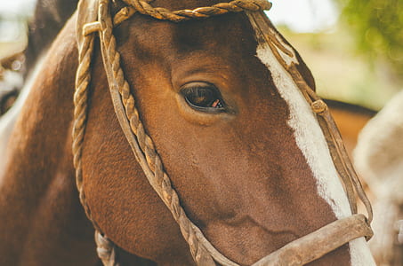 shallow focus photography of brown horse thumbnail