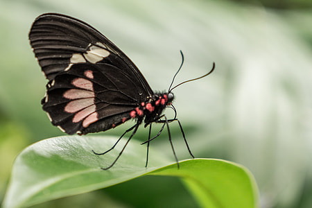 Benalmádena Mariposario, Benalmádena thumbnail