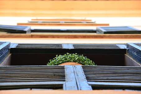 green plant on green pot above window thumbnail