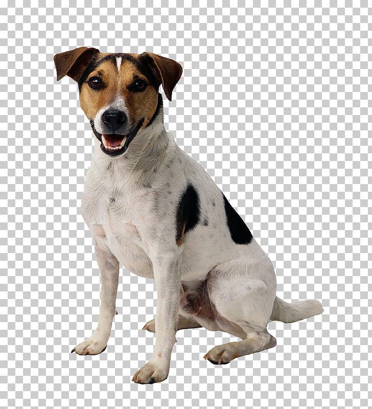 Jack Russell Terrier Parson Russell Terrier Miniature Fox Terrier