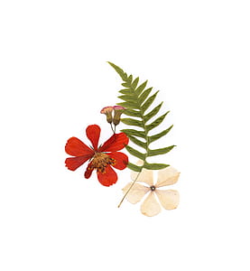 two red and gray petaled flowers thumbnail