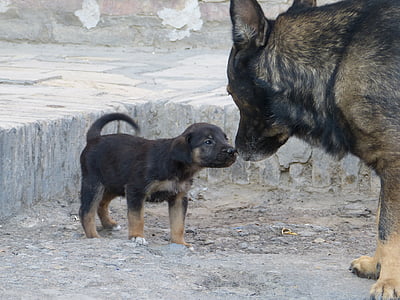 adult sable German shepherd with puppy thumbnail