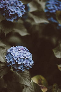 shallow focus photography of purple flowers thumbnail