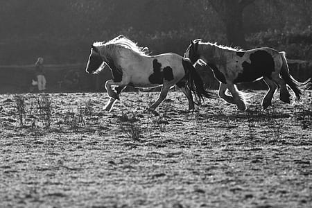 grayscale photography of two horses running thumbnail