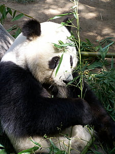 panda eating bamboo thumbnail