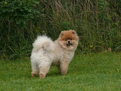 beige chow chow thumbnail