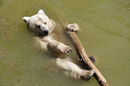 brown bear holding tree trunk on body of water thumbnail
