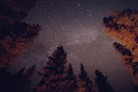 low angle photo of brown trees thumbnail