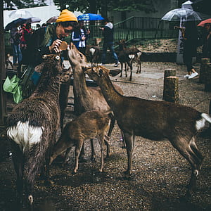 person feeding deers thumbnail