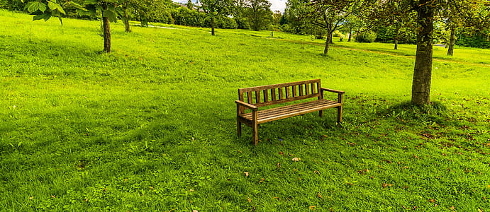 brown wooden bench on green grass lawn beside tree thumbnail