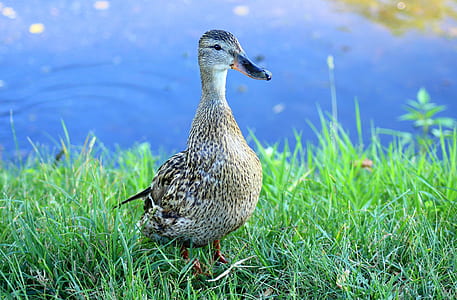 brown and white duck near body of water thumbnail