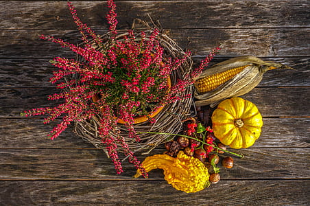 corn cob near pumpkins on table thumbnail