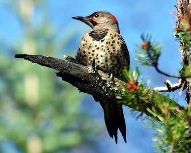 gray and black bird on tree thumbnail