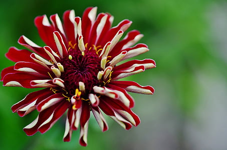 shallow focus photography of red and white flower thumbnail