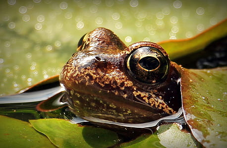 brown frog closeup photo thumbnail