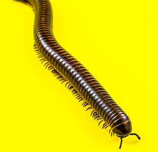 Giant Tausendfüßer, Millipedes thumbnail