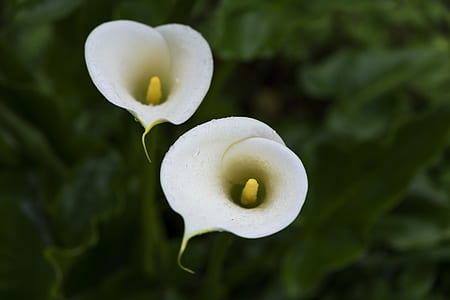 two white callally thumbnail