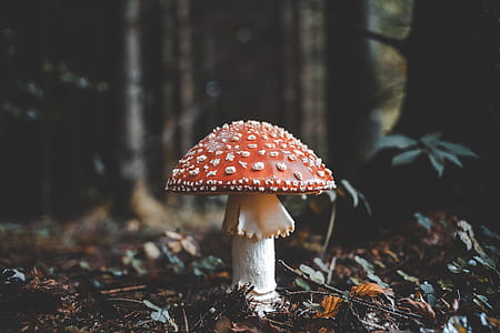 red mushroom thumbnail