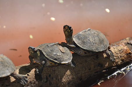 Two Brown Sea Turtle on Tree Branch thumbnail