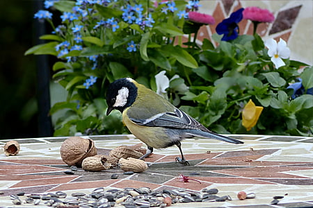 black, green, and white bird standing near peanuts thumbnail
