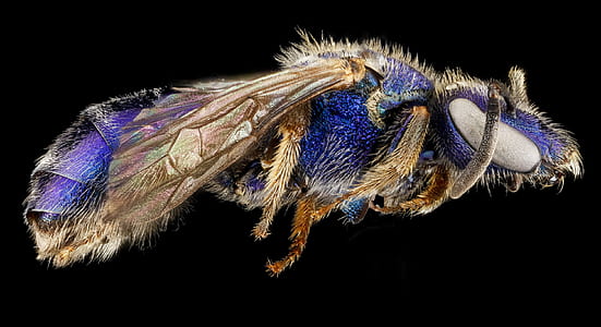 macro photo of brown and purple sweat bee thumbnail