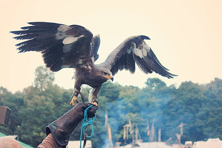 black and white hawk thumbnail