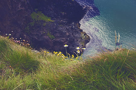 white flowers on grass thumbnail