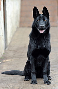 solid black German shepherd dog sitting on pavement thumbnail