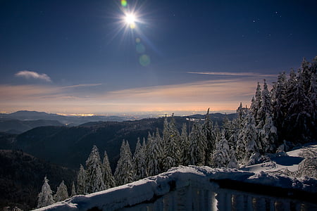 green pine trees at daytime thumbnail