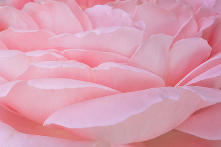 pink peony in macro photography thumbnail