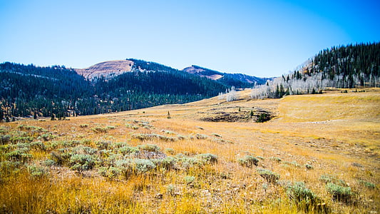 yellow grassfield near mountain thumbnail