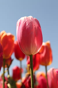 Red Tulip flower bloom thumbnail
