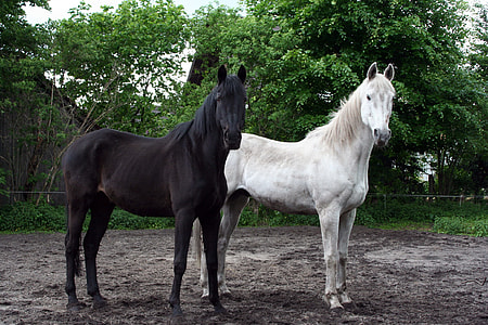 two black and white horses standing on dirt during daytime thumbnail