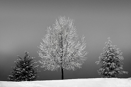 three white and black trees thumbnail