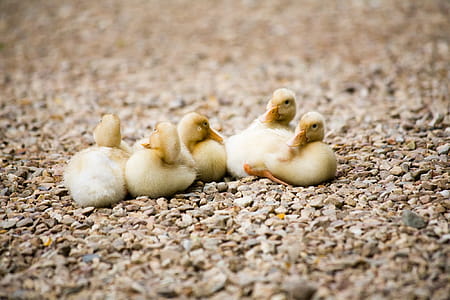 Newly Hatched Ducklings Photo thumbnail
