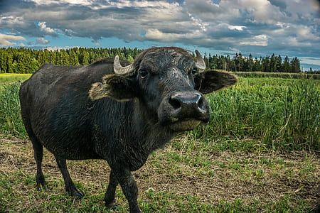 buffalo on green grass during daytime thumbnail