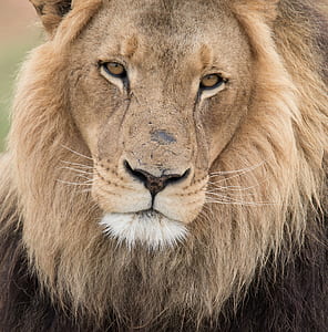 closeup photo of lion thumbnail