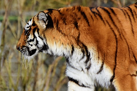 wildlife photography of tiger looking at grass thumbnail
